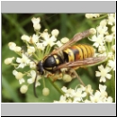 Vespula rufa - Rote Wespe Koenigin-oder-Maennchen 04.jpg